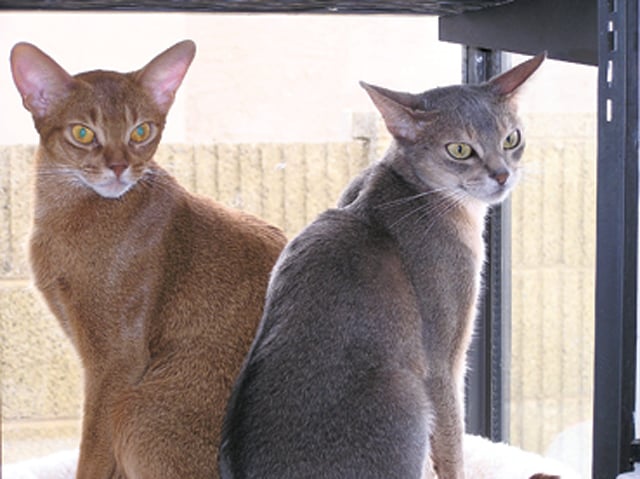 Cats have shows, too: 17th annual event coming to Phoenix next month